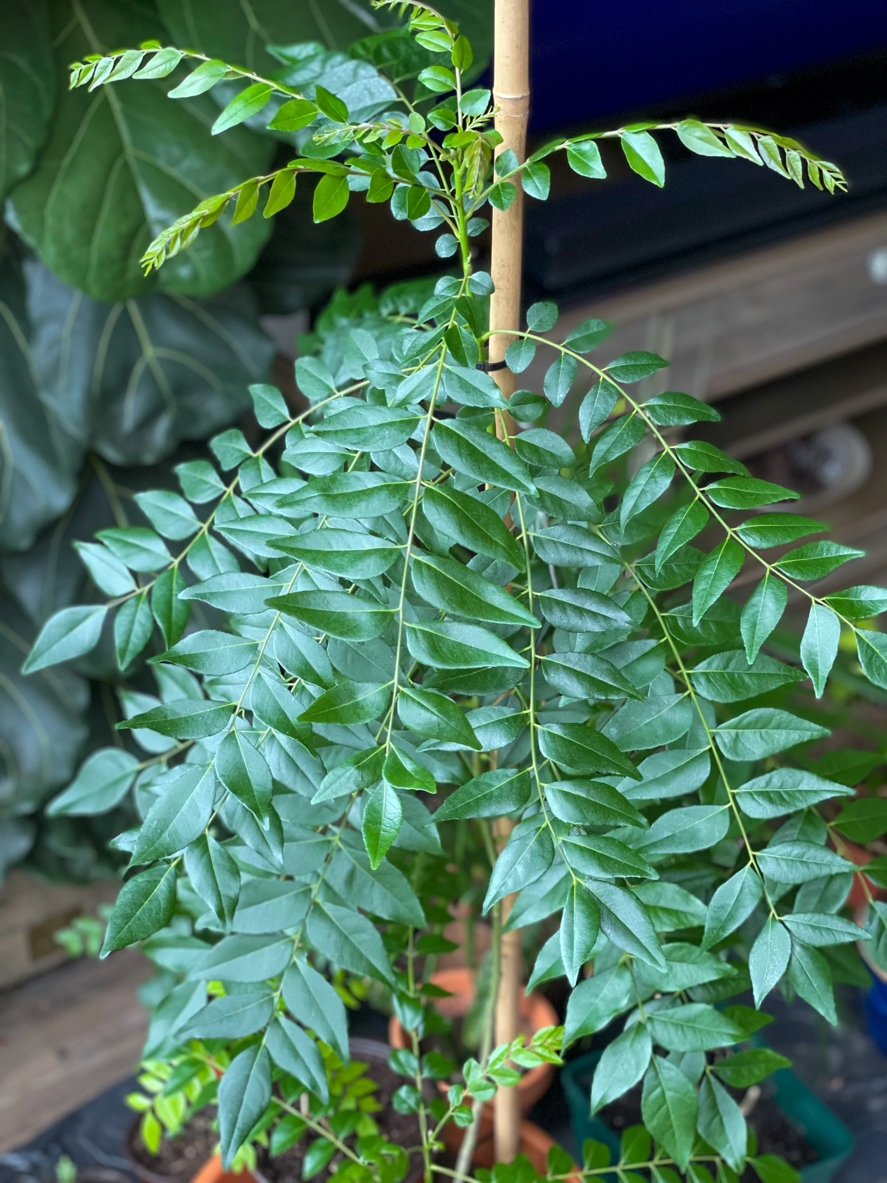 Curry Leaf कढ़ी पत्ता