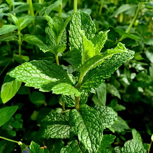 Peppermint (पुदीना)